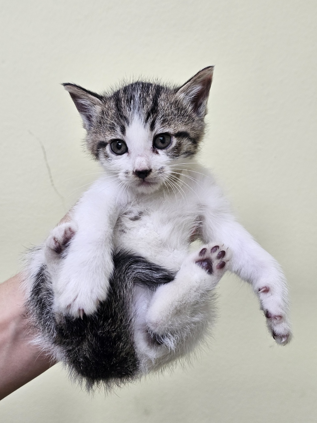 종료(입양) 한국 …