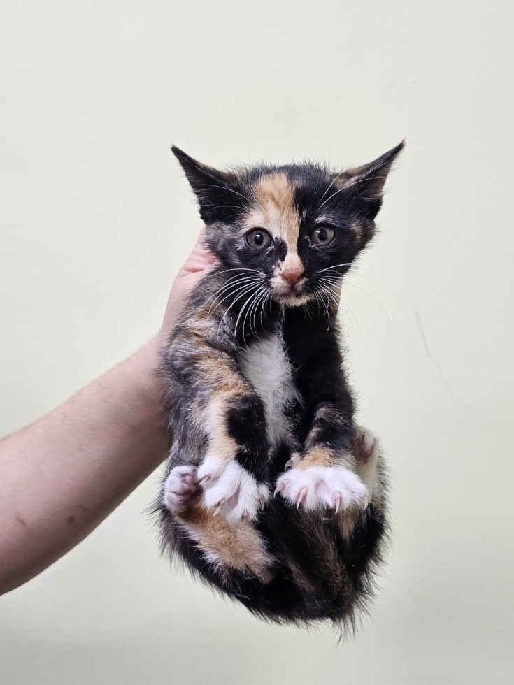 반려동물보호센터_443571202502960