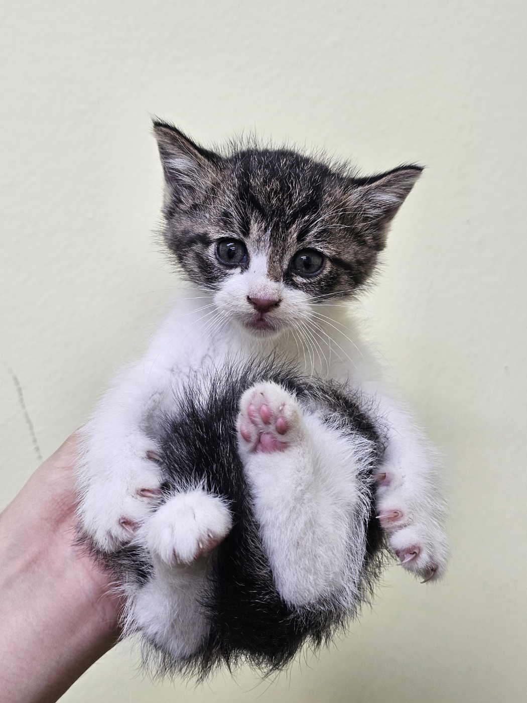 반려동물보호센터_443571202502968