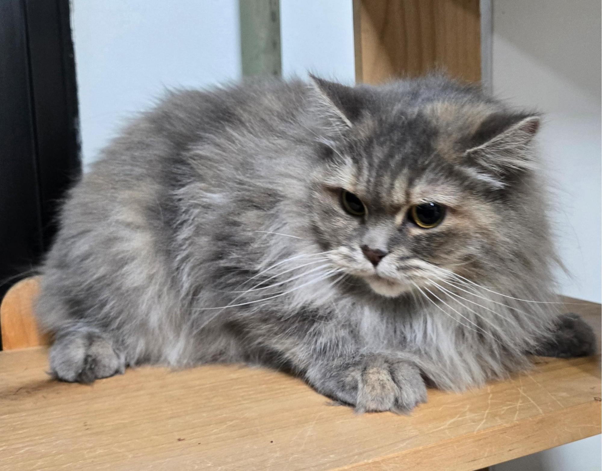 충북 제천 청전공원에서 페르시안 발견 보호