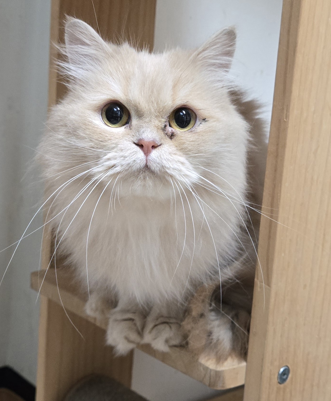 충북 제천 청전공원에서 페르시안 발견 보호