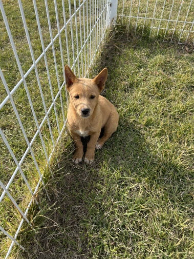 보호중 믹스견의 가…