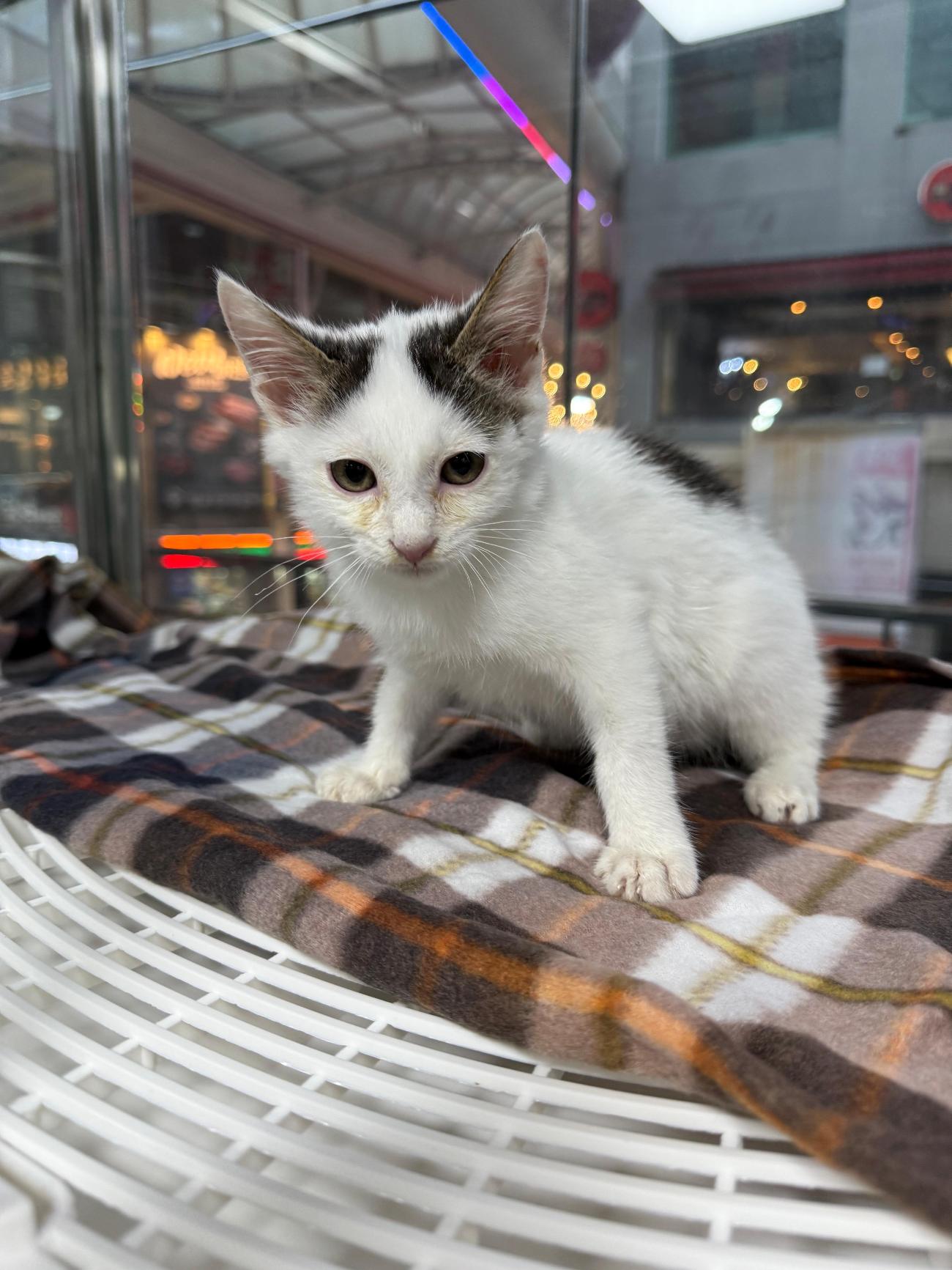 울산유기동물입양센터_431371202500519