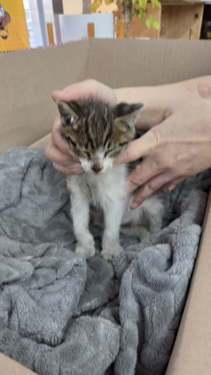 익산유기동물보호소_445468202503018