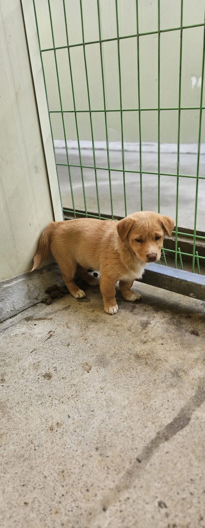 보호중 믹스견의 가…