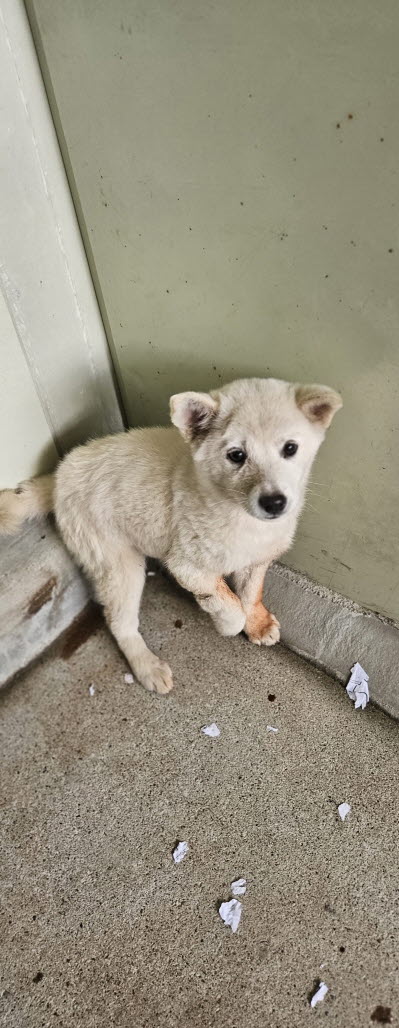 보호중 진도견의 가…