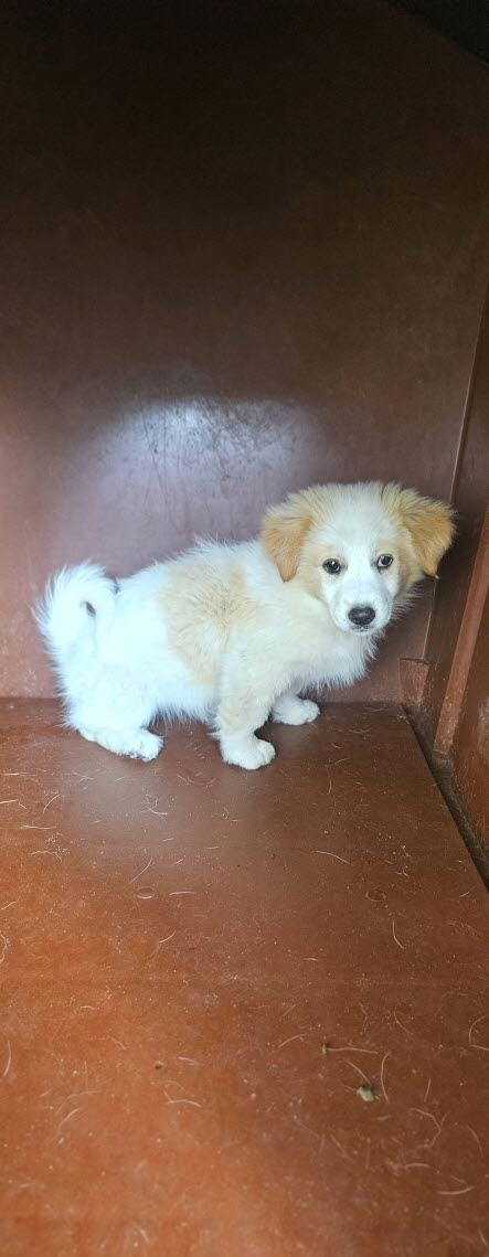 보호중 믹스견의 가…