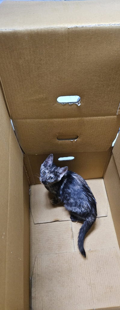 보호중 한국 고양이…