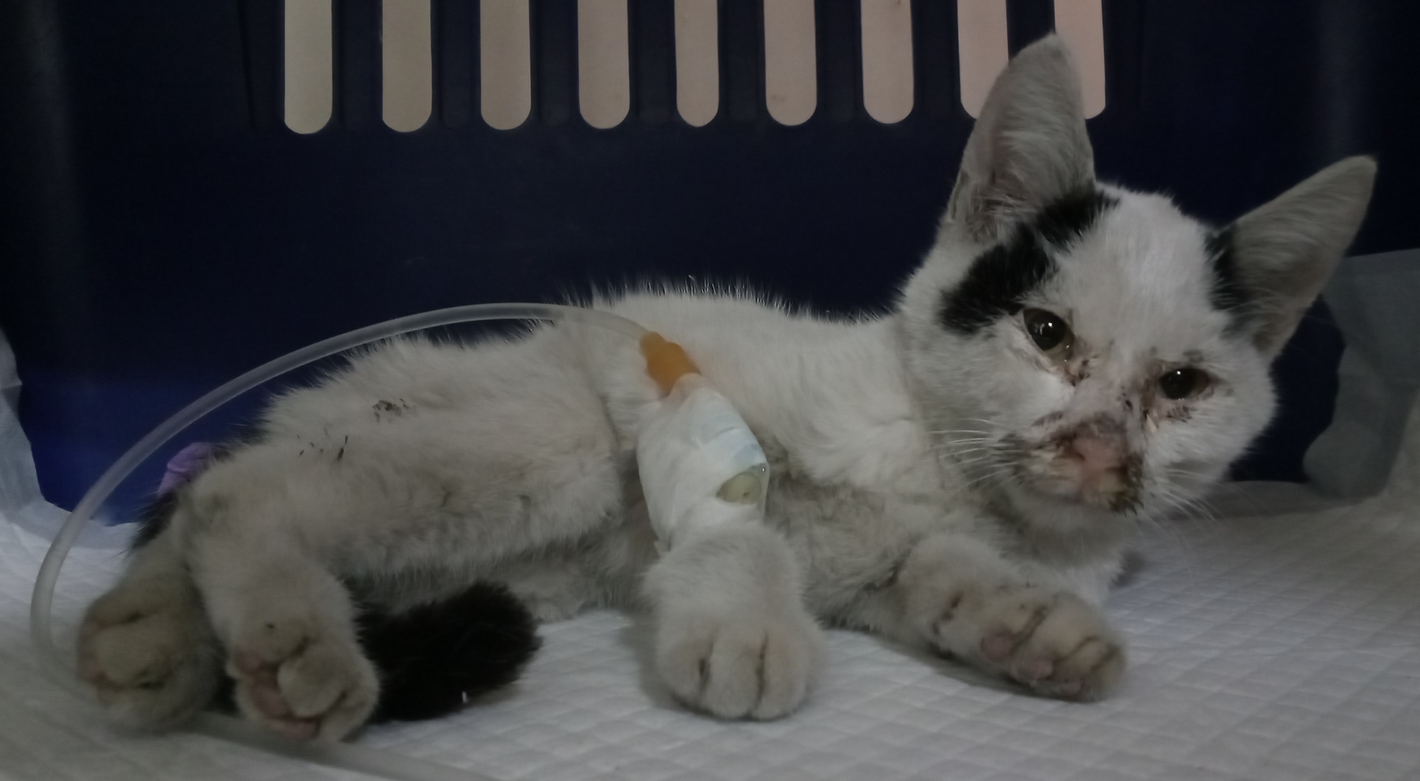 산타클라라동물병원_431372202500685