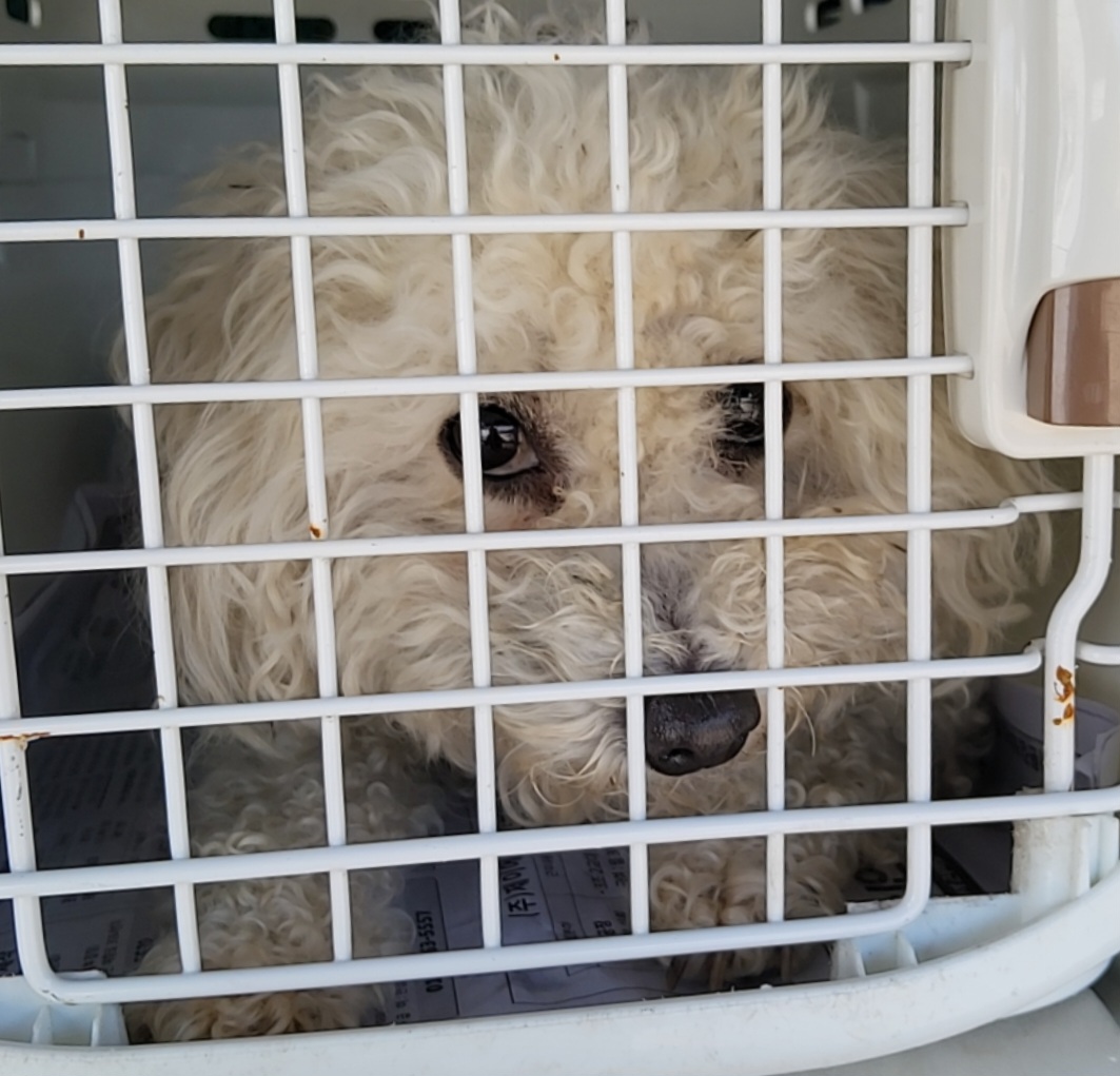 전남 신안 자은면에서 비숑 프리제 발견 보호