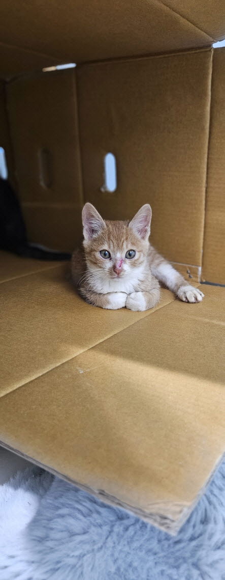 익산유기동물보호소_445468202503020