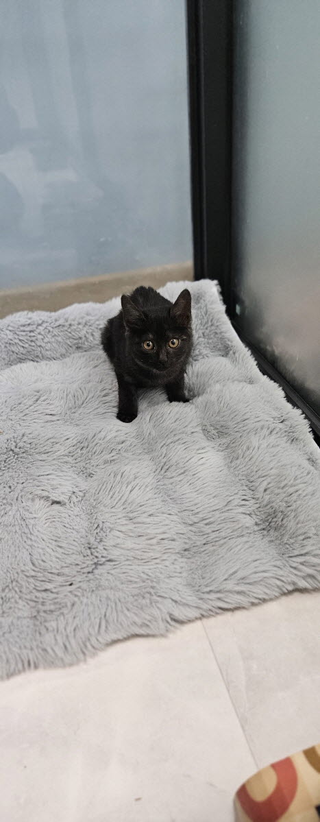 익산유기동물보호소_445468202503021