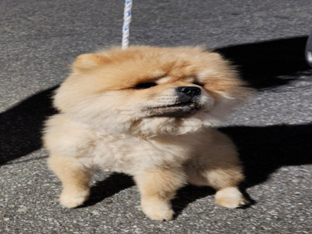 종료(반환) 차우차…