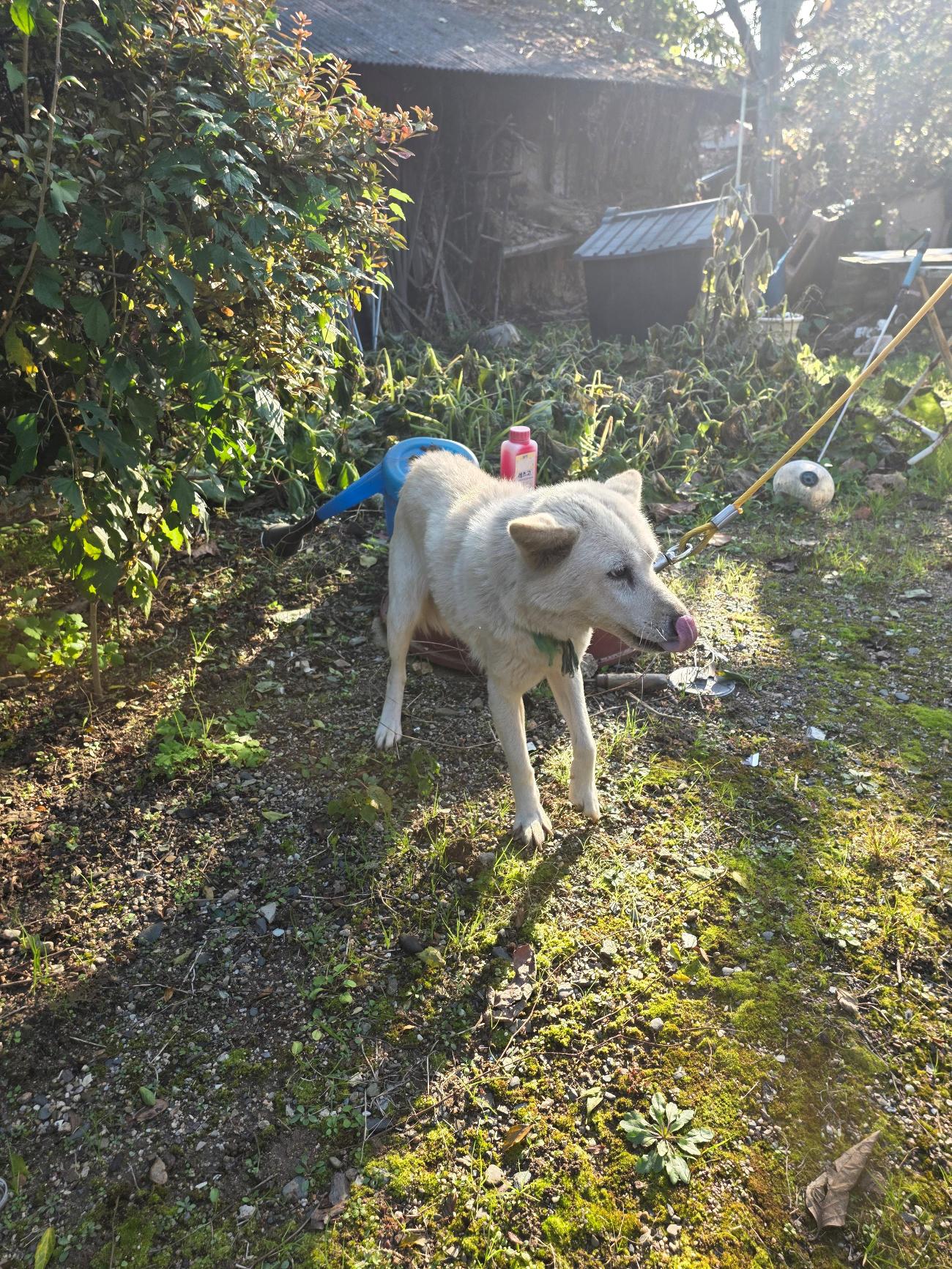 보호중 믹스견의 가…