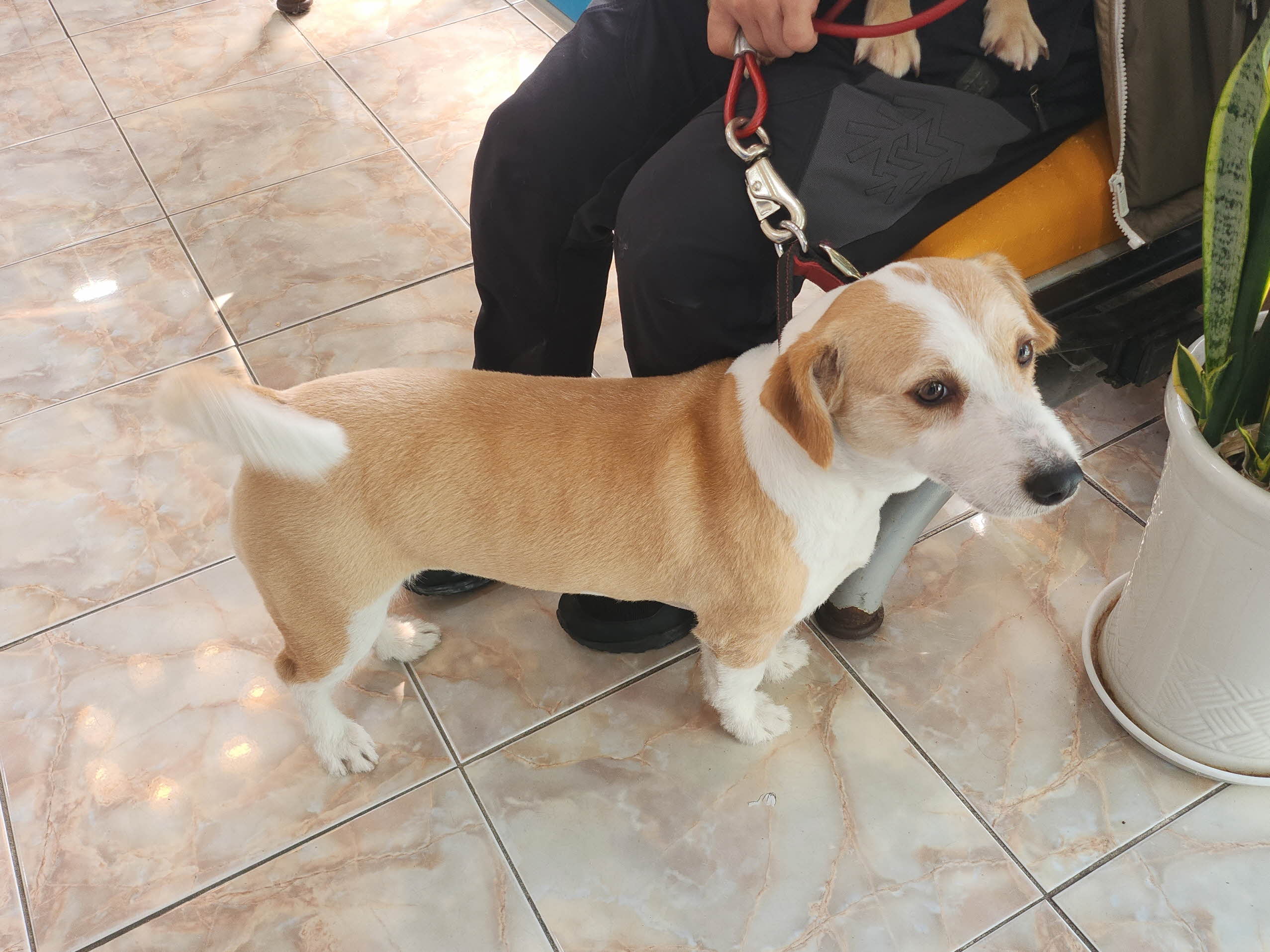 대구수의사회(아이펫)_427343202501046