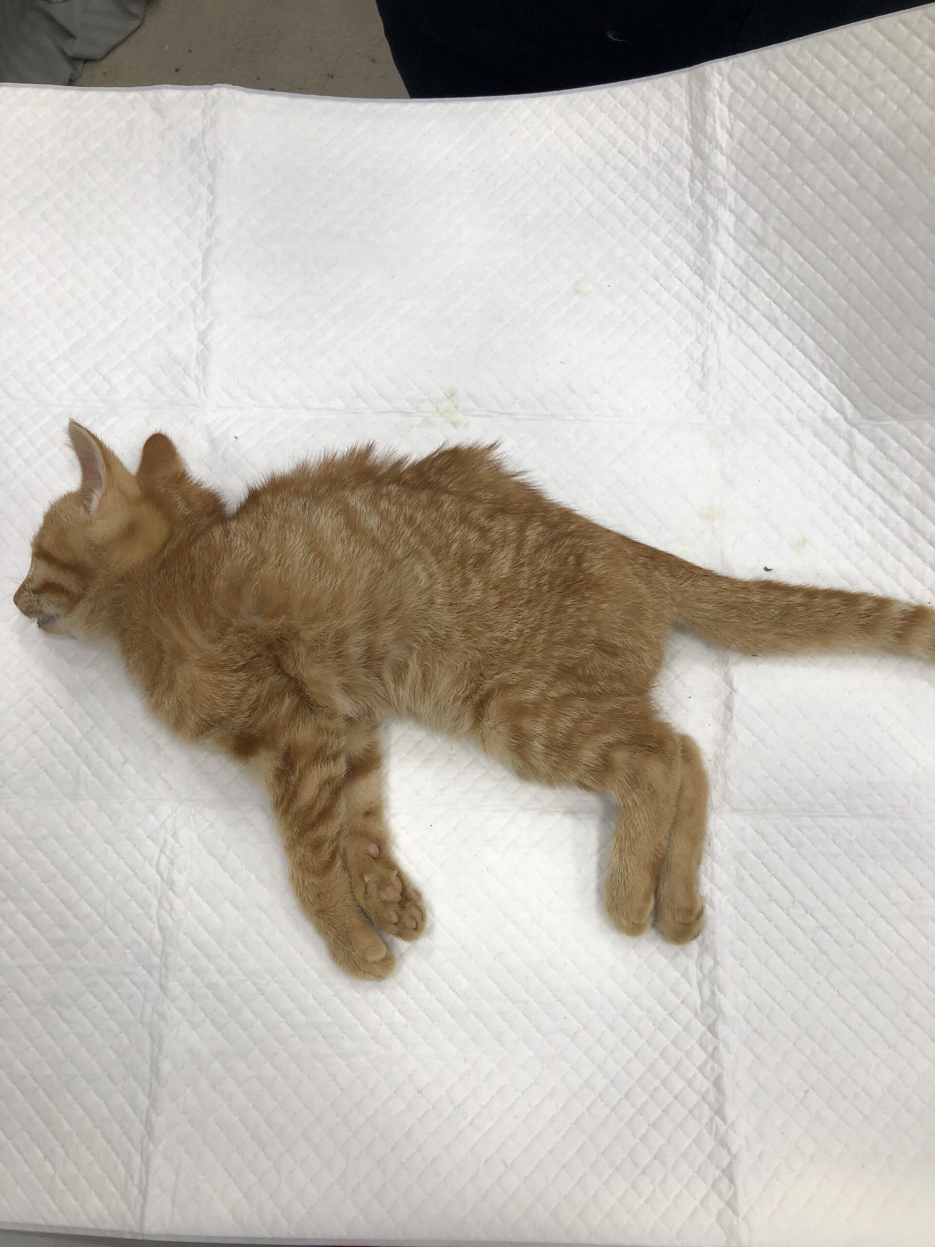 종료(자연사) 한국…