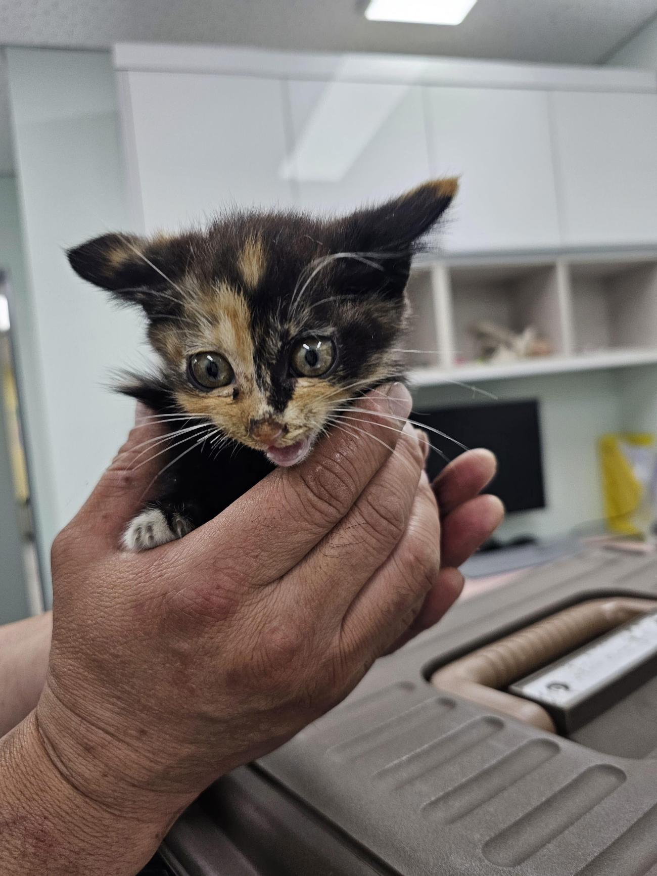 삼척시동물보호센터_442424202500751