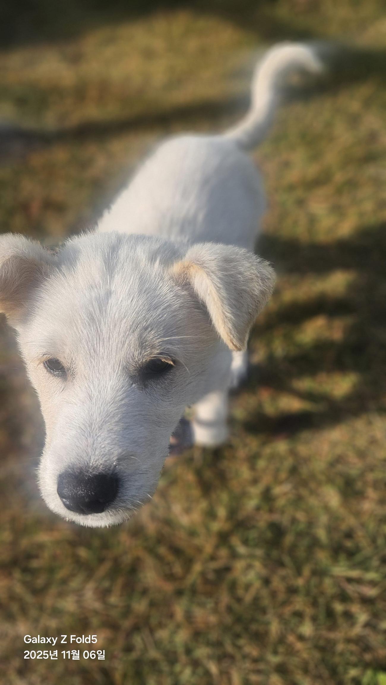 보호중 믹스견의 가…