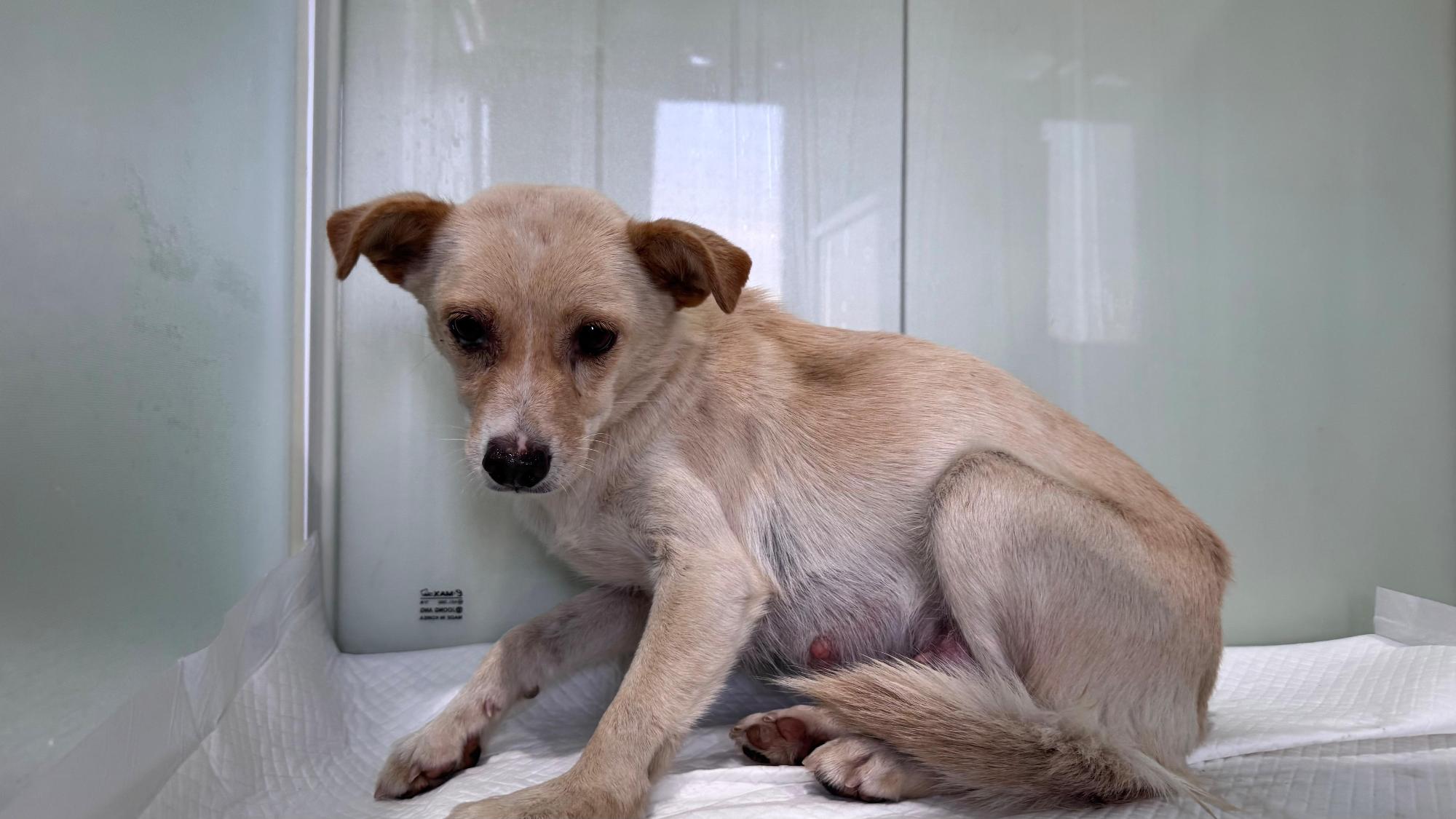 보호중 믹스견의 가…