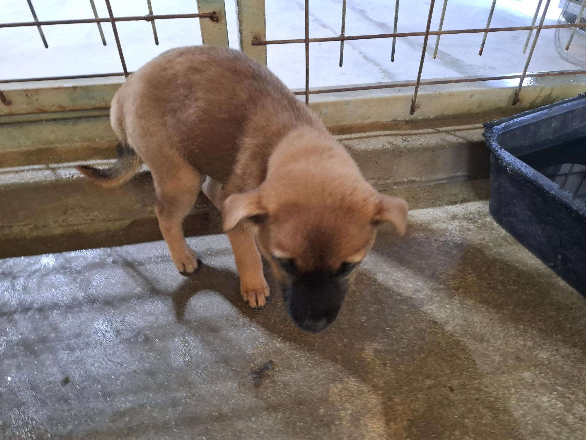 고흥군임시보호센터_446488202500315