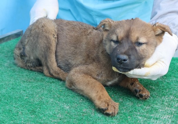 보호중 믹스견의 가…