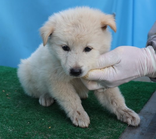 제주 동물보호센터_450650202503003