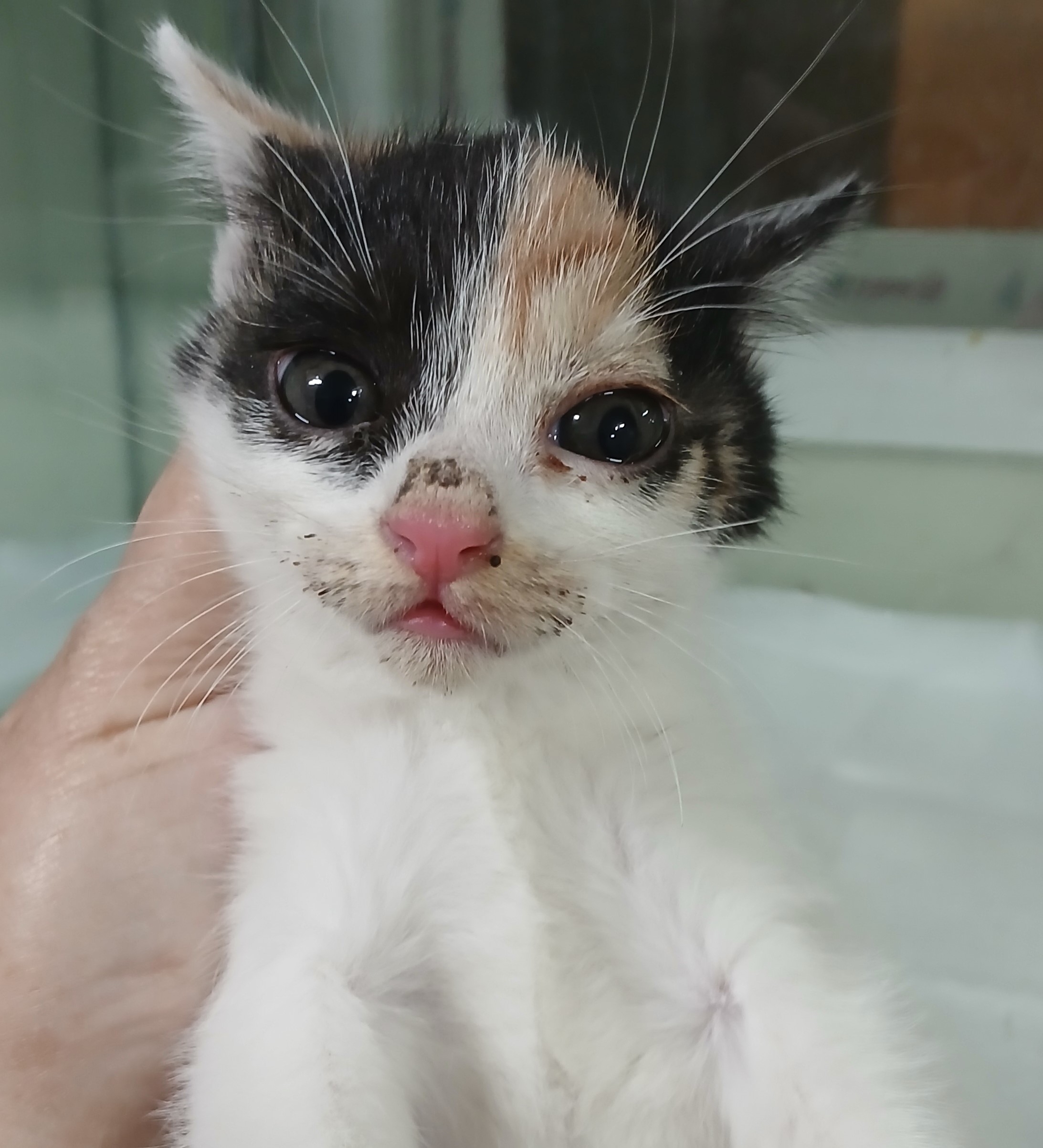 대구유기동물보호협회_427344202500373