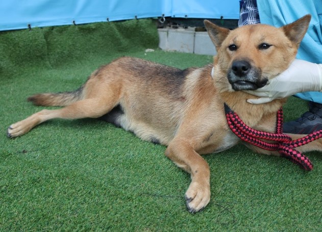 보호중 믹스견의 가…