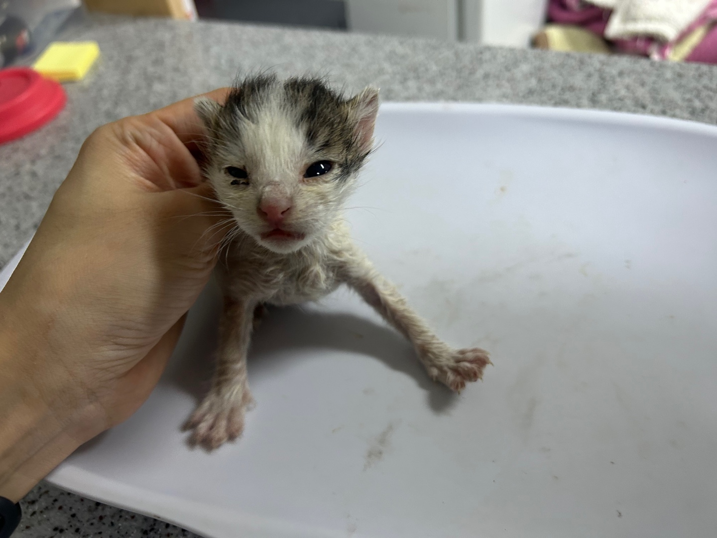 종료(자연사) 한국…