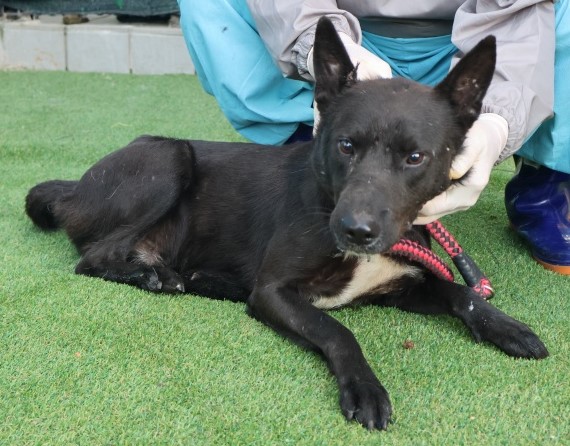 제주 동물보호센터_450650202503013