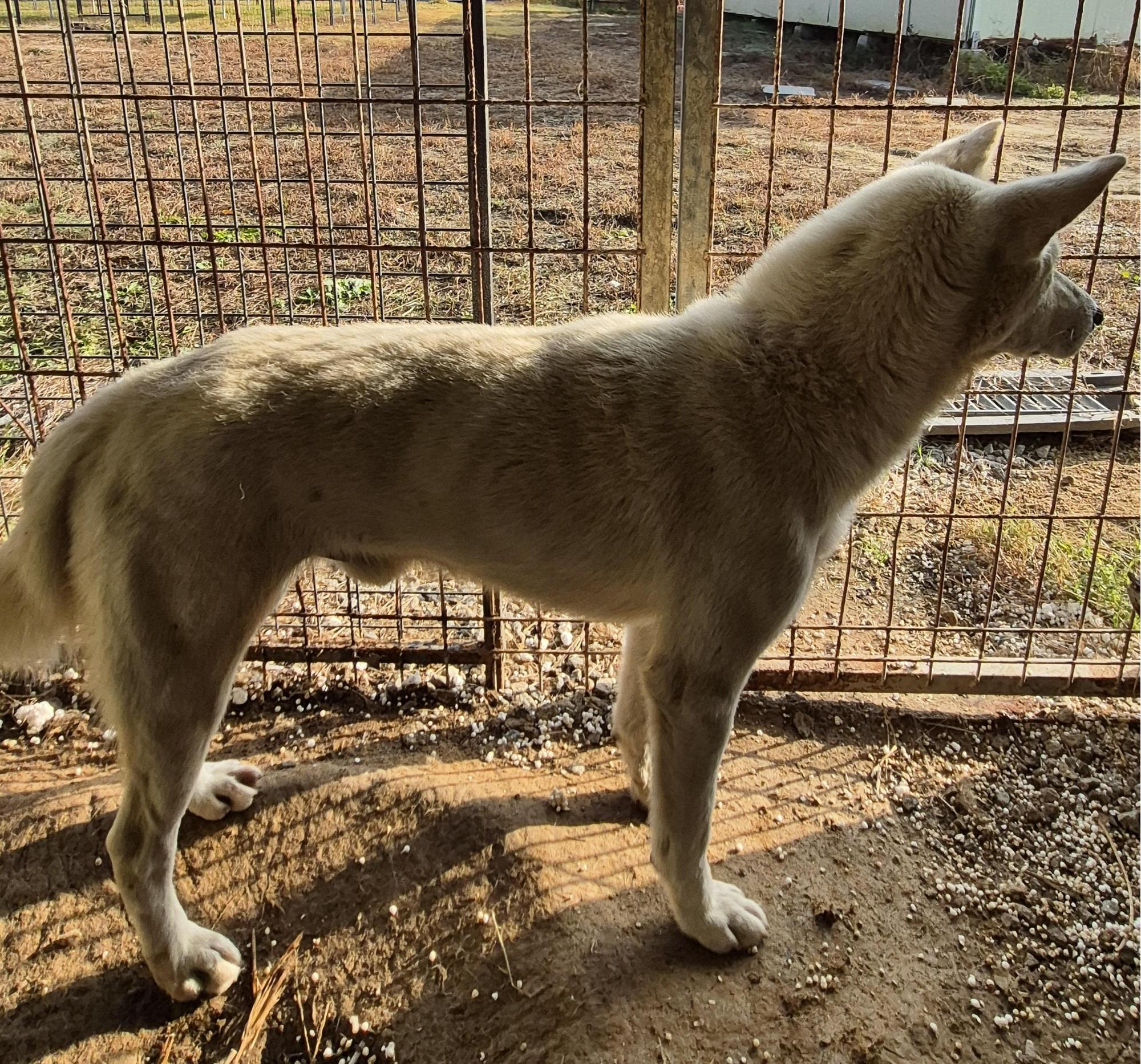 임실유기동물보호센터_445476202500434