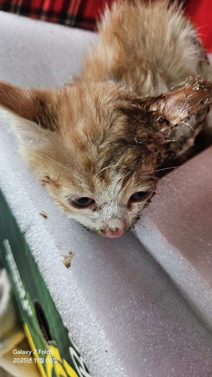 종료(자연사) 한국…