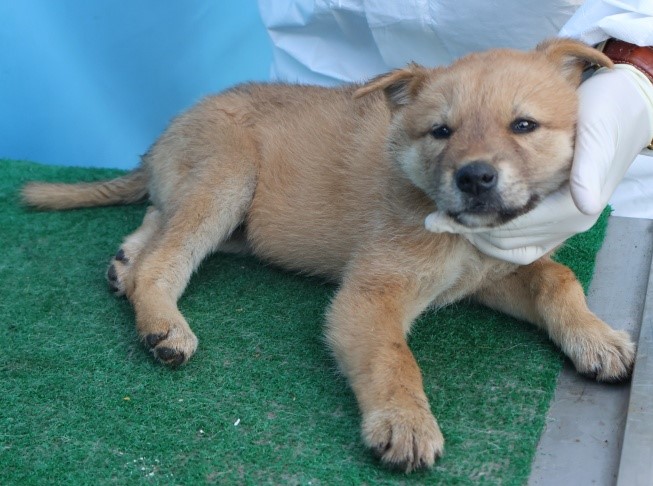 보호중 믹스견의 가…