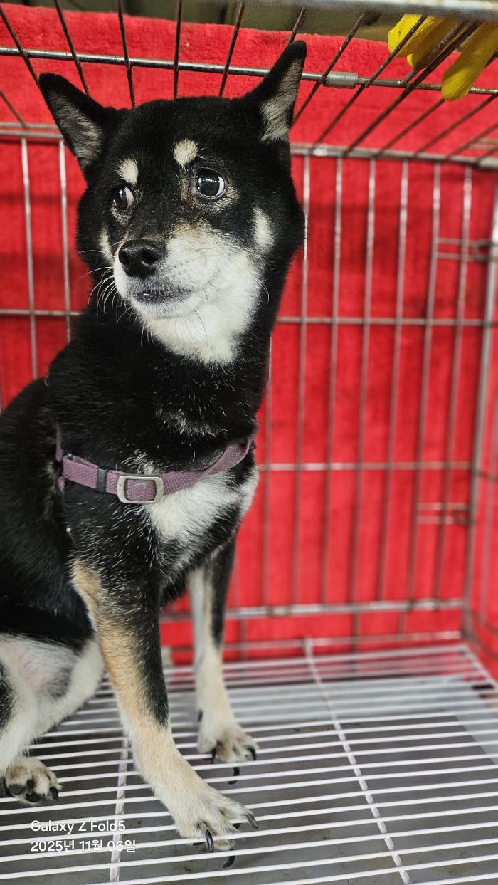 동물보호관리협회_426329202500835