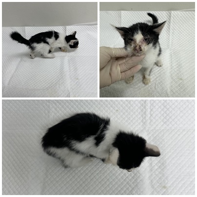 논산시 동물보호센터_444454202501052