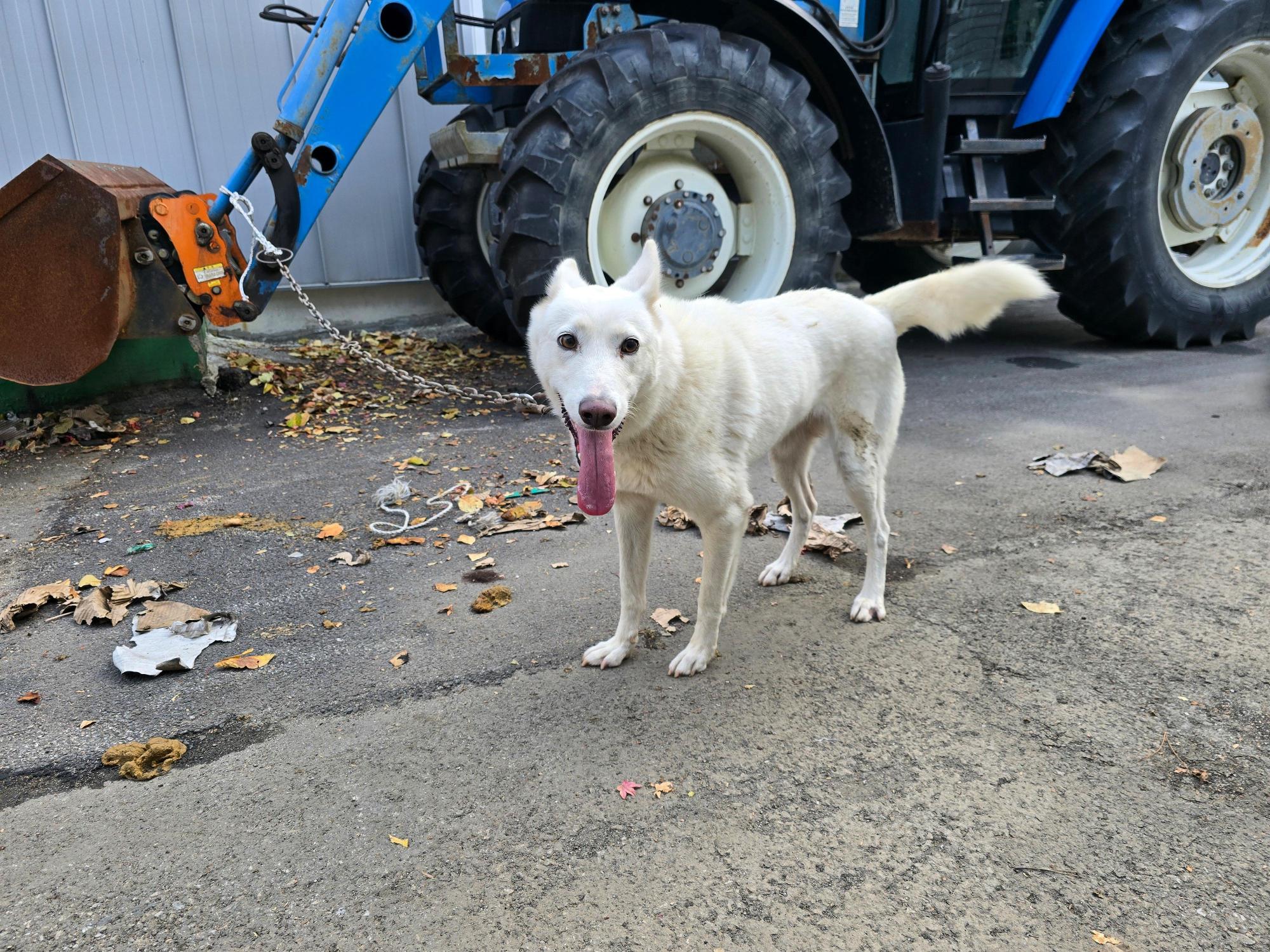 종료(반환) 믹스견…