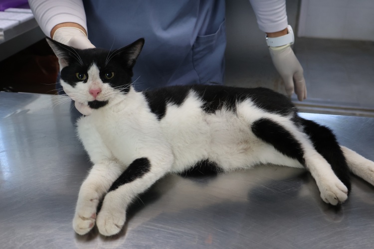 보호중 한국 고양이…