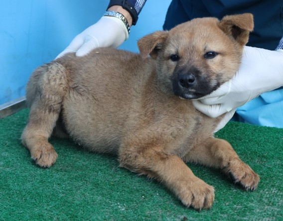 보호중 믹스견의 가…