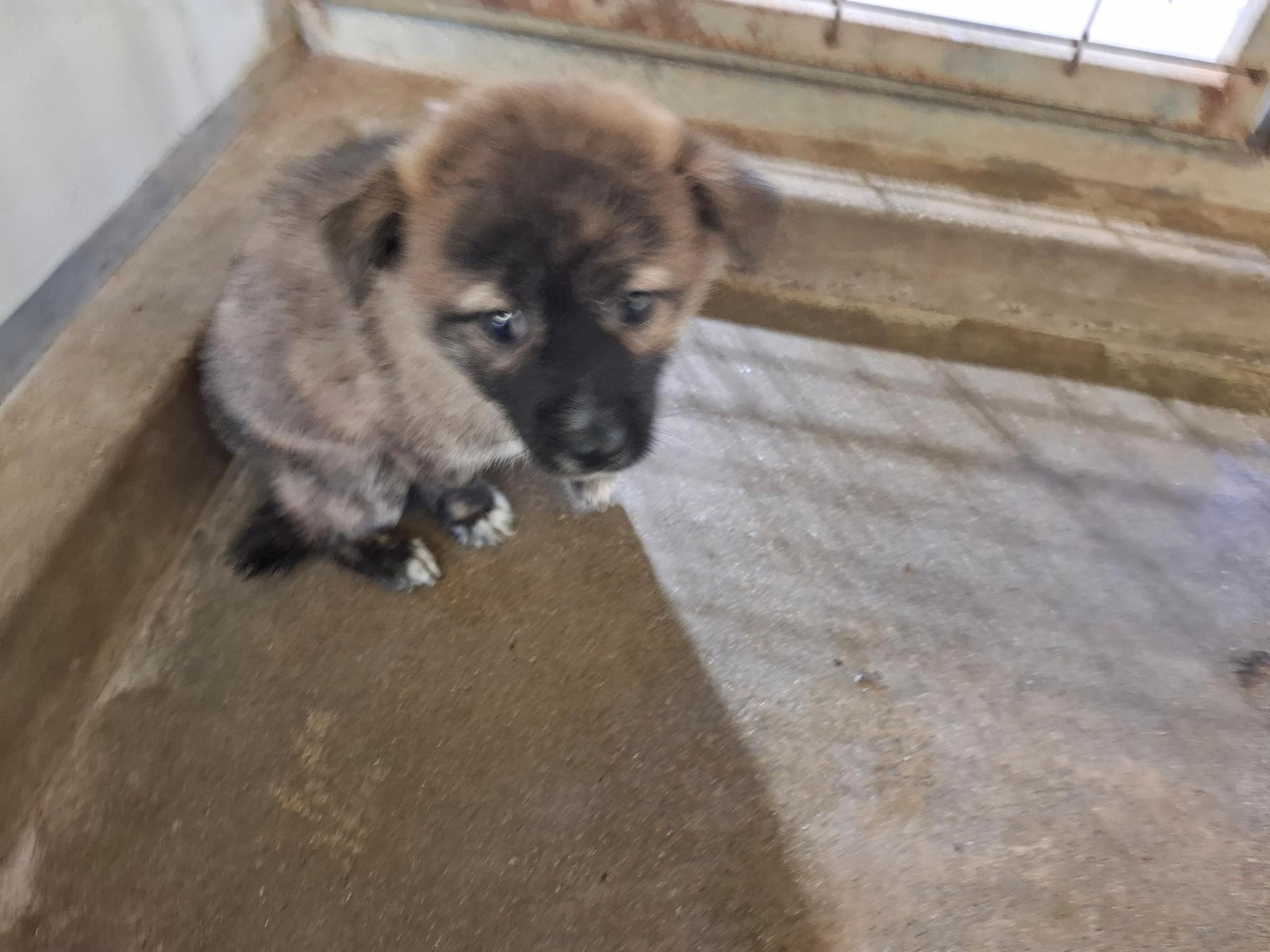 고흥군임시보호센터_446488202500313