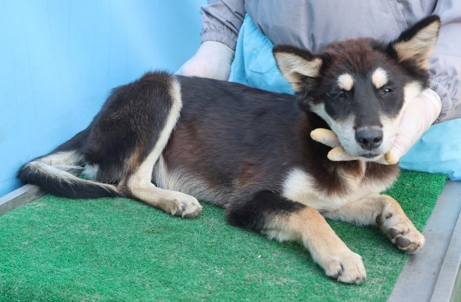 제주 동물보호센터_450650202503002