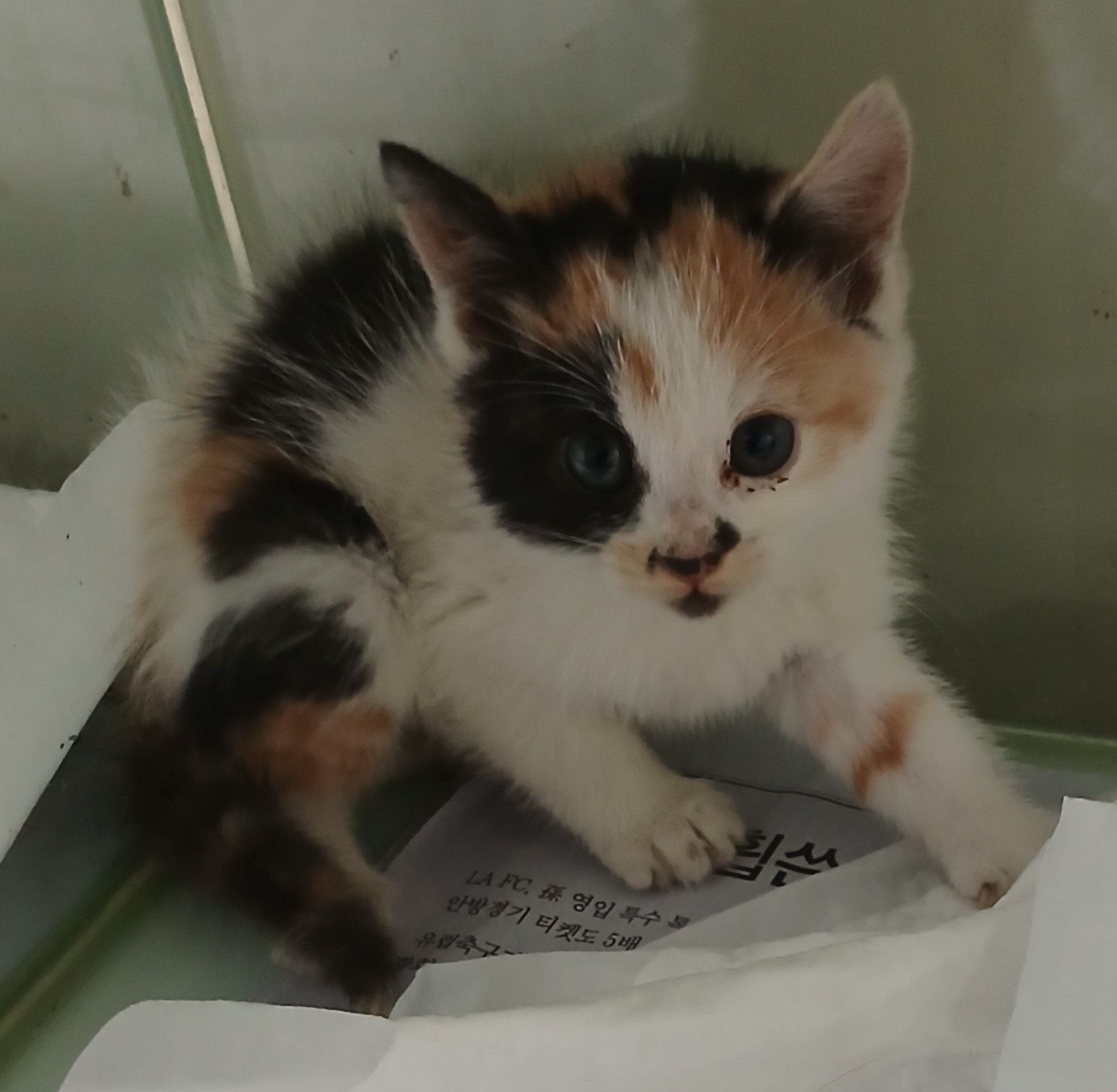 종료(자연사) 한국…