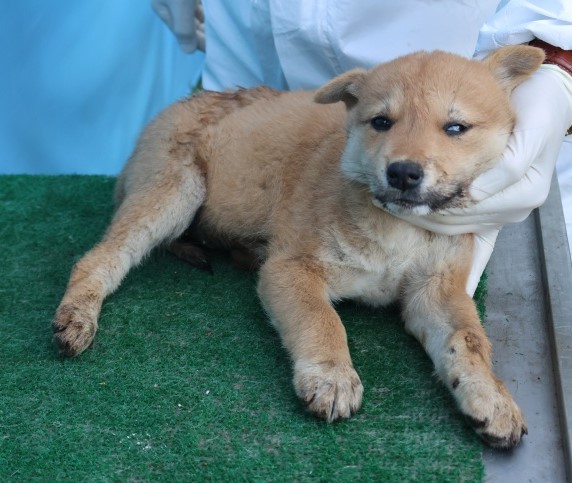 보호중 믹스견의 가…