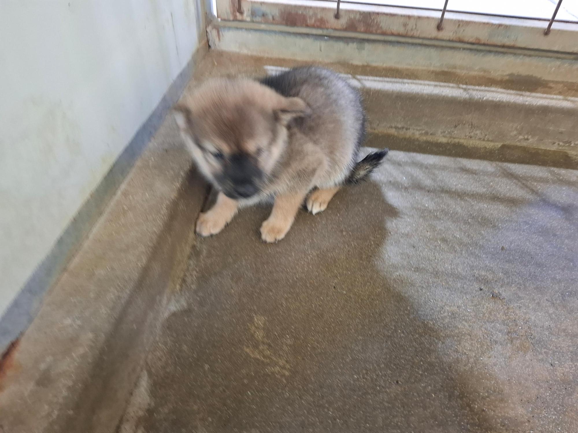 고흥군임시보호센터_446488202500314