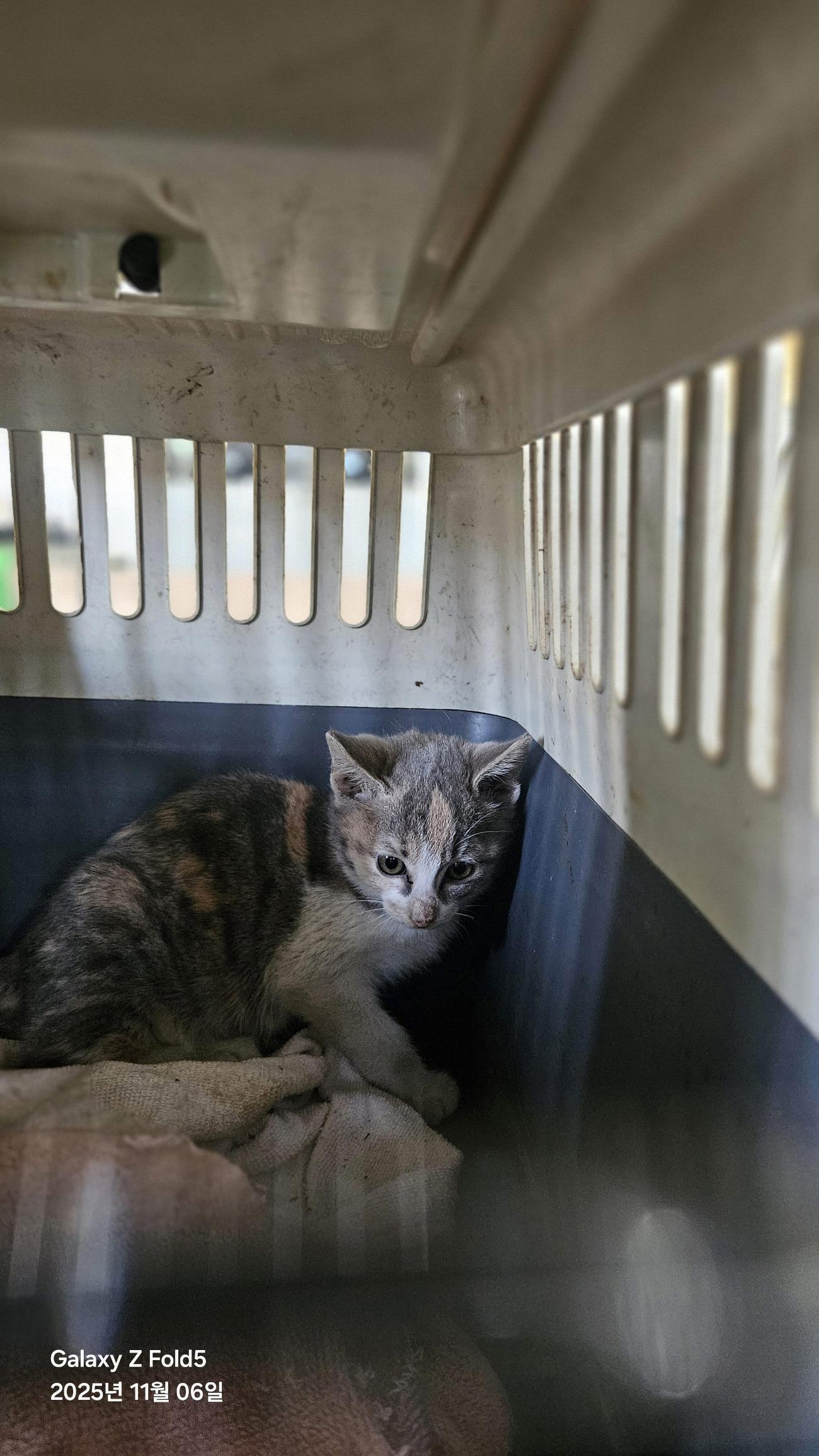 (사)동물보호관리협회_448535202501631