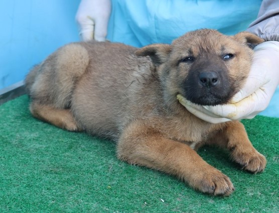 보호중 믹스견의 가…