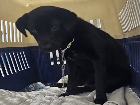 원주시동물보호센터_442419202500830