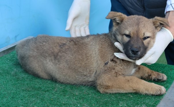 보호중 믹스견의 가…