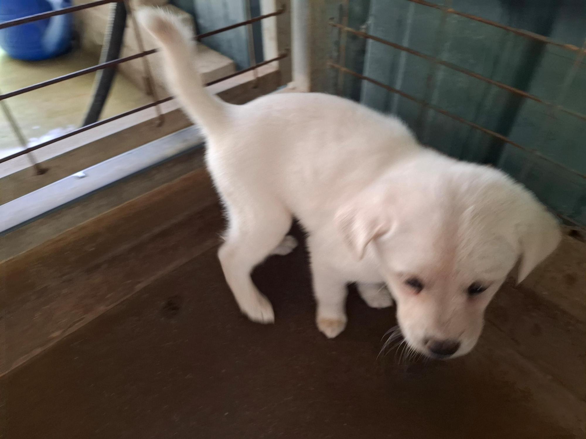 고흥군임시보호센터_446488202500318