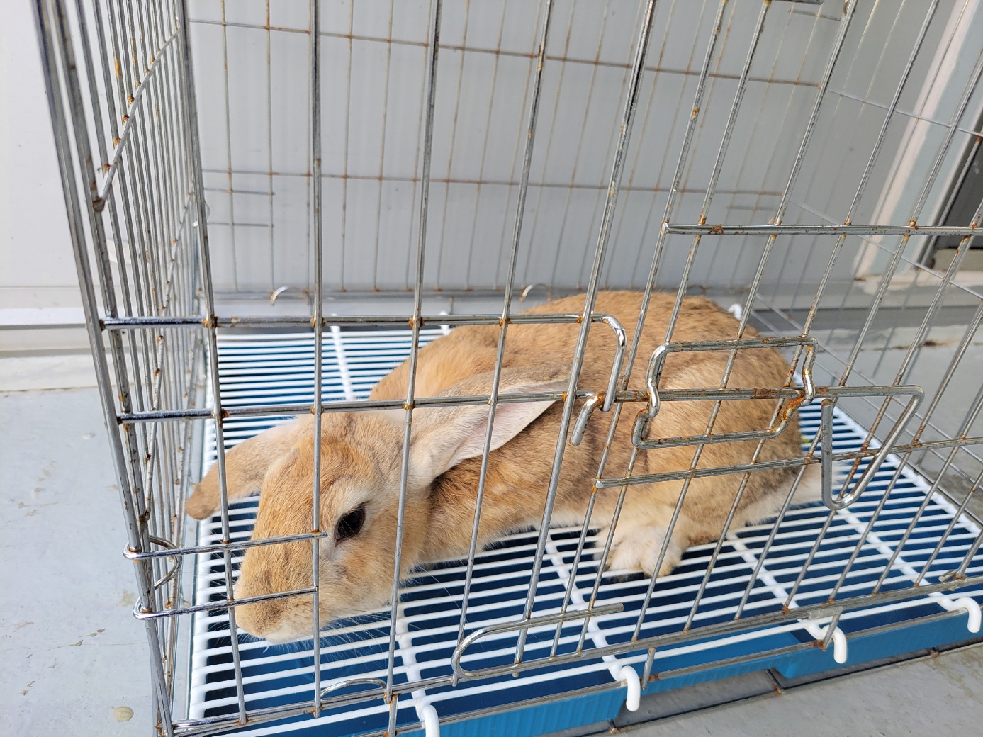 보호중 기타축종의 …