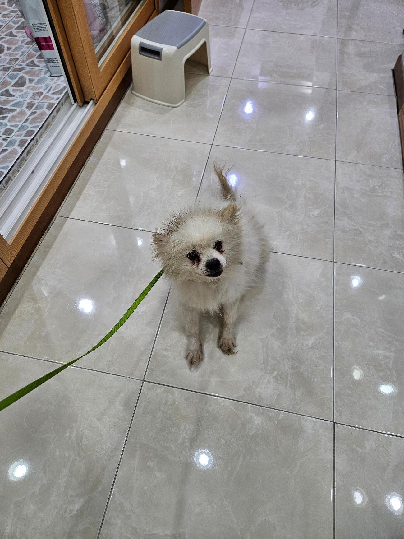 종료(반환) 포메라…